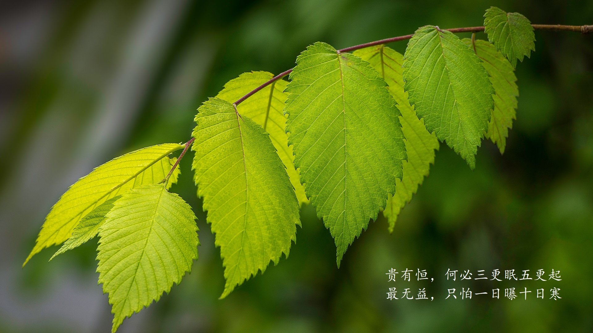 开云官网-“德甲战火再升,豪门球队稳步推进”,德甲土豪球队