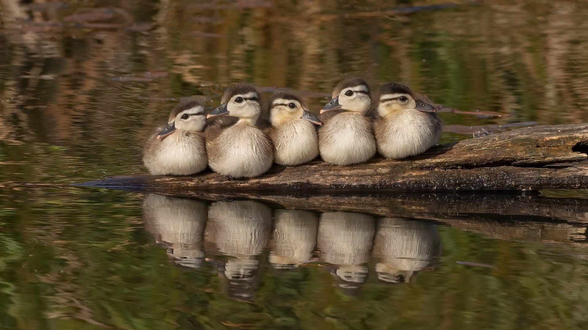 开云·体育官网-【世界冠军盘点】历届夺冠的经典瞬间回顾,4×100历届冠军