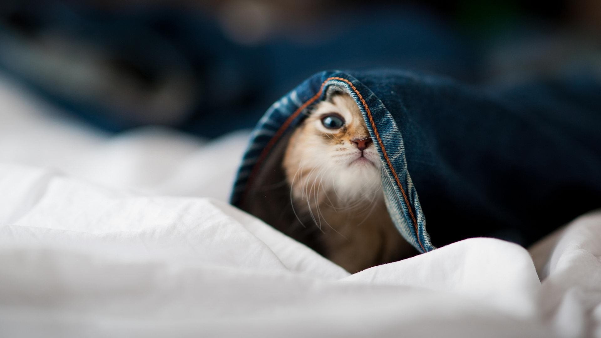 KAIYUNAPP-世界台球锦标赛精彩纷呈，顶尖选手争夺冠军，台球世界锦标赛历届冠军