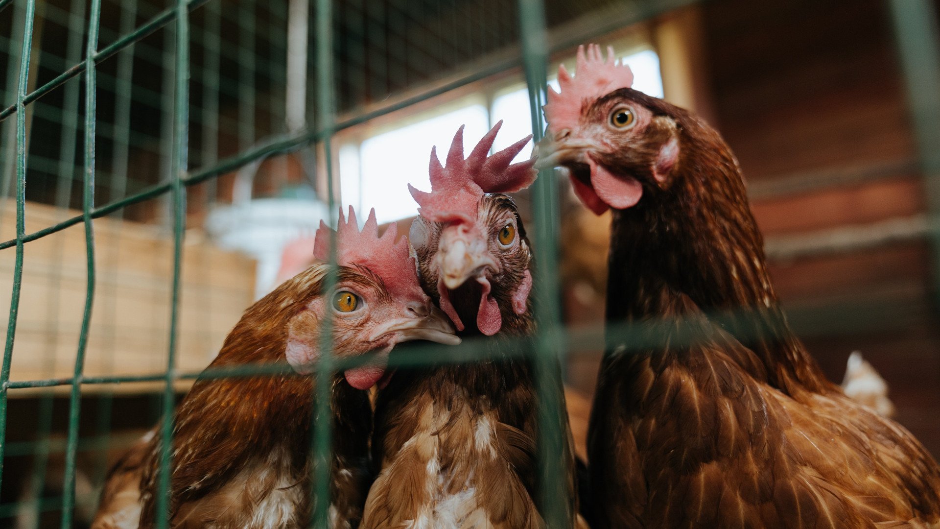 开云官方网站-中国高校体育运动会开幕，项目丰富精彩纷呈，全国高校体育