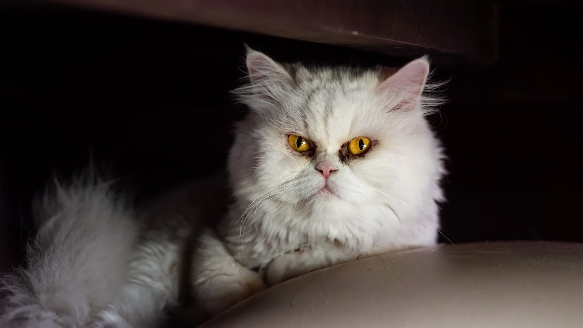 开云体育-快攻频出：北京队利用快速反击成功扳平比分！，北京队输球原因